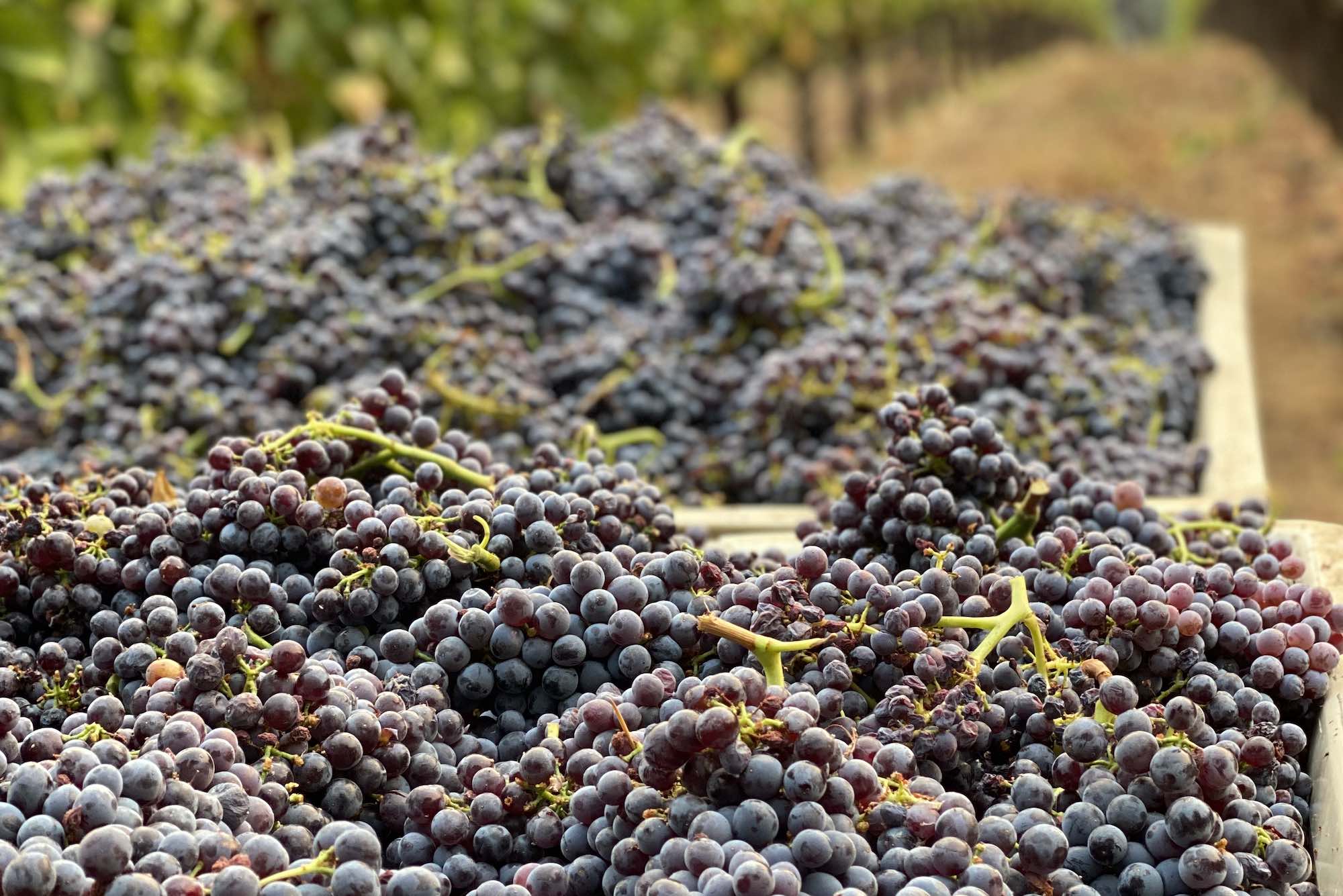 Steward's Association Block small